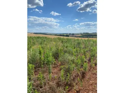 LOTE 006 - Terras 5.000m² – Lote 08, Linha Porto Alegre Norte, Matrícula 1382, solo vermelho argiloso, plano, agricultável. Avaliação R$ 40.000,00.