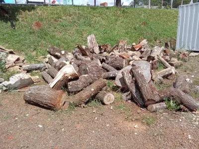 LOTE 030 - Madeira cepo 3m³ + madeira serrada 1m³. Avaliação R$ 50,00.