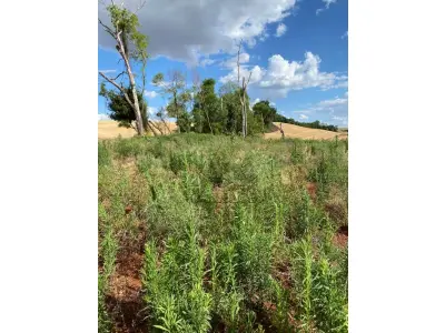 LOTE 006 - Terras 5.000m² – Lote 08, Linha Porto Alegre Norte, Matrícula 1382, solo vermelho argiloso, plano, agricultável. Avaliação R$ 40.000,00.