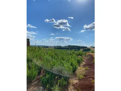 LOTE 006 - Terras 5.000m² – Lote 08, Linha Porto Alegre Norte, Matrícula 1382, solo vermelho argiloso, plano, agricultável. Avaliação R$ 40.000,00.