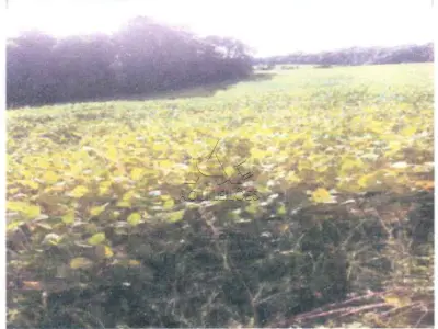 LOTE 001 - Matrícula nº 13586